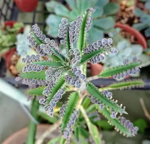 不死鸟多肉开花的样子　开花最好看的多肉植物-第1张