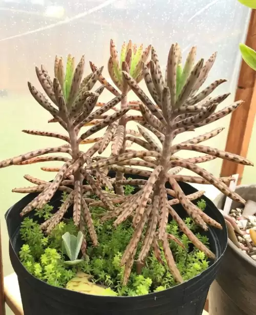 不死鸟多肉开花的样子　开花最好看的多肉植物-第2张
