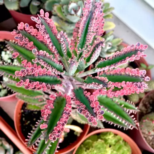 不死鸟多肉开花的样子　开花最好看的多肉植物-第3张