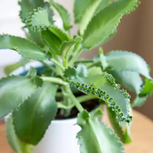 不死鸟多肉开花的样子　开花最好看的多肉植物-第4张