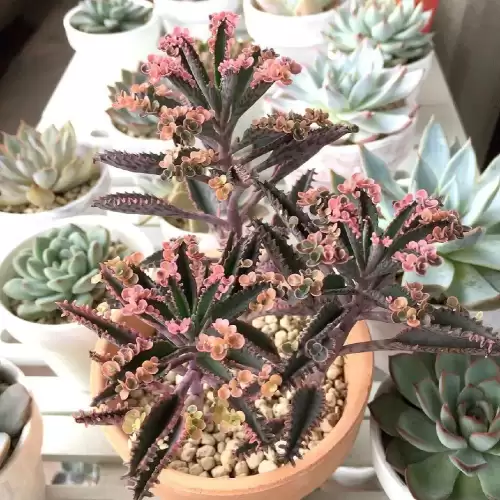 不死鸟多肉开花的样子　开花最好看的多肉植物-第5张