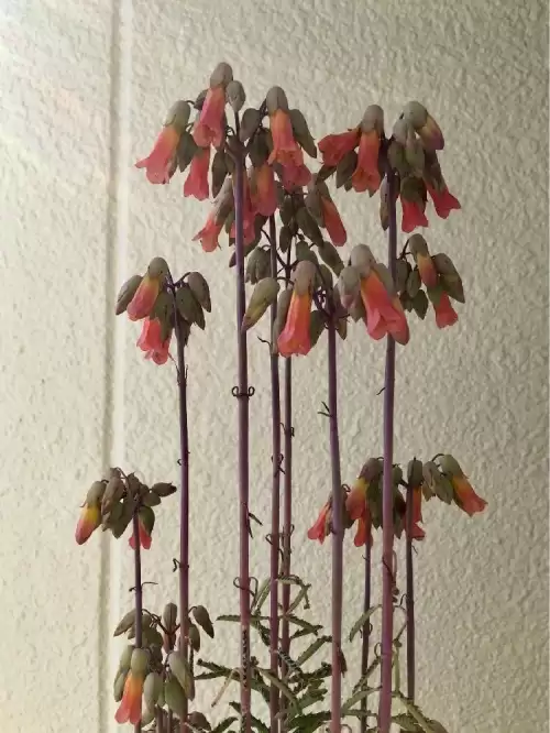 不死鸟多肉开花的样子　开花最好看的多肉植物-第8张