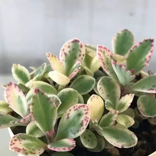 不死鸟多肉开花的样子　开花最好看的多肉植物-第11张