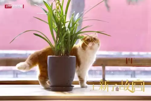 我功夫特牛暴漫卫衣怎么获得　我功夫特牛风清扬皮肤怎么获得-第2张