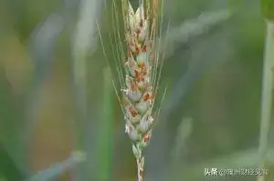 宇宙探险队什么时候可以伐林　宇宙探险物语森林的砍伐-第10张