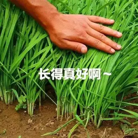 原神风龙泪滴副本怎么打　星空龙是哪个副本的-第30张