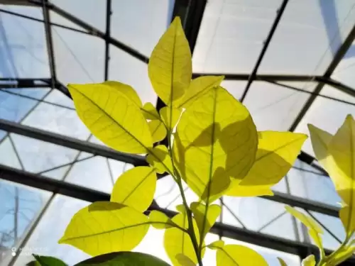 华为荣耀x30玩吃鸡怎么样　华为荣耀3x-第19张