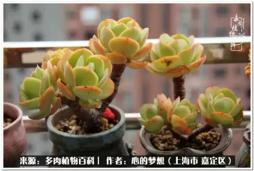 蓝精灵村庄游戏有机鳄梨在哪　蓝精灵住的村子叫什么-第1张