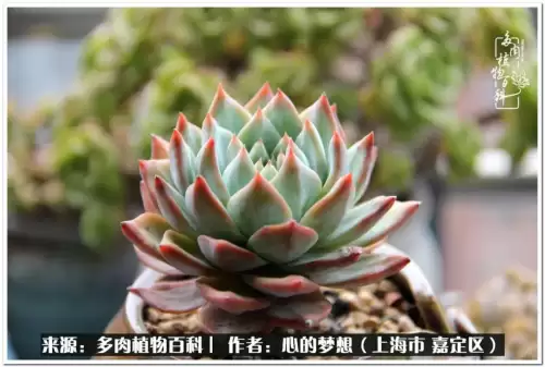 蓝精灵村庄游戏有机鳄梨在哪　蓝精灵住的村子叫什么-第3张