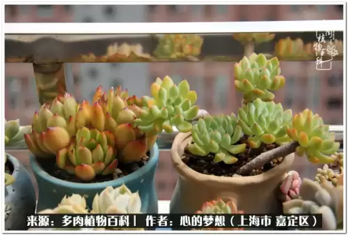 蓝精灵村庄游戏有机鳄梨在哪　蓝精灵住的村子叫什么-第7张