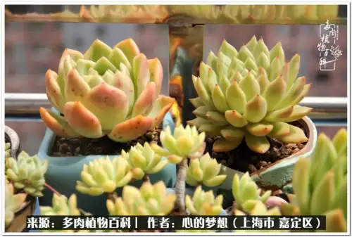 蓝精灵村庄游戏有机鳄梨在哪　蓝精灵住的村子叫什么-第8张