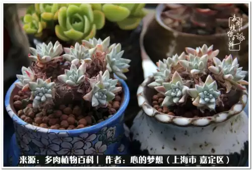 蓝精灵村庄游戏有机鳄梨在哪　蓝精灵住的村子叫什么-第11张