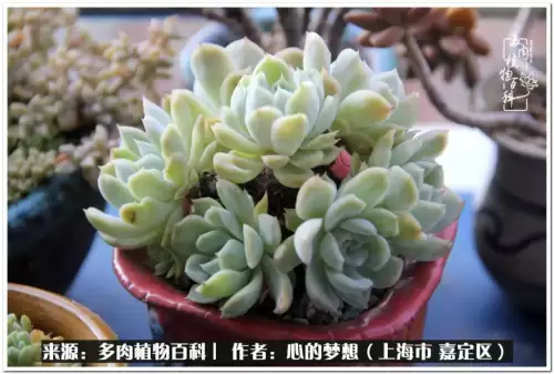 蓝精灵村庄游戏有机鳄梨在哪　蓝精灵住的村子叫什么-第15张