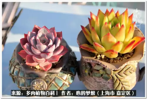 蓝精灵村庄游戏有机鳄梨在哪　蓝精灵住的村子叫什么-第17张