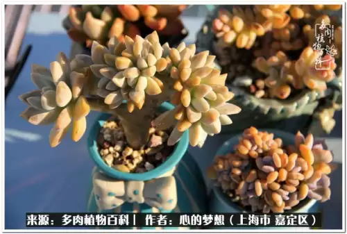 蓝精灵村庄游戏有机鳄梨在哪　蓝精灵住的村子叫什么-第19张
