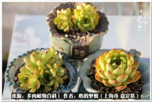蓝精灵村庄游戏有机鳄梨在哪　蓝精灵住的村子叫什么-第21张