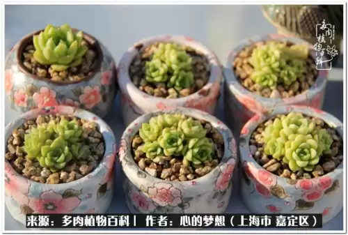 蓝精灵村庄游戏有机鳄梨在哪　蓝精灵住的村子叫什么-第20张