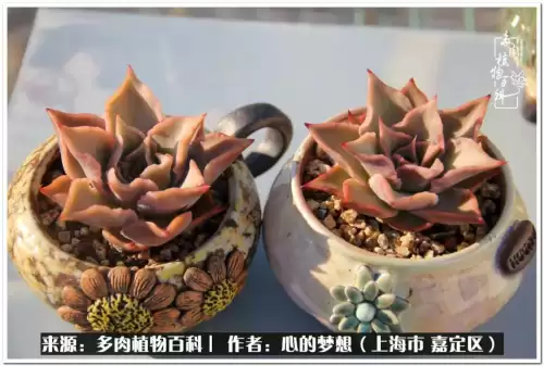 蓝精灵村庄游戏有机鳄梨在哪　蓝精灵住的村子叫什么-第22张