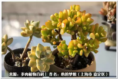 蓝精灵村庄游戏有机鳄梨在哪　蓝精灵住的村子叫什么-第24张
