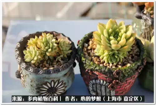 蓝精灵村庄游戏有机鳄梨在哪　蓝精灵住的村子叫什么-第25张