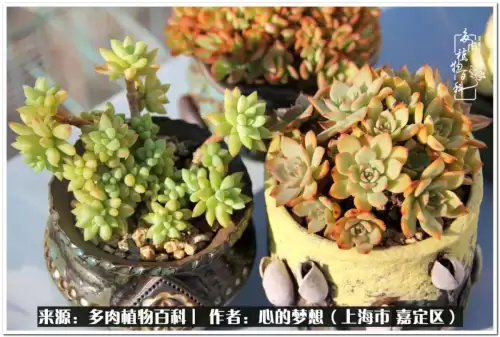 蓝精灵村庄游戏有机鳄梨在哪　蓝精灵住的村子叫什么-第29张