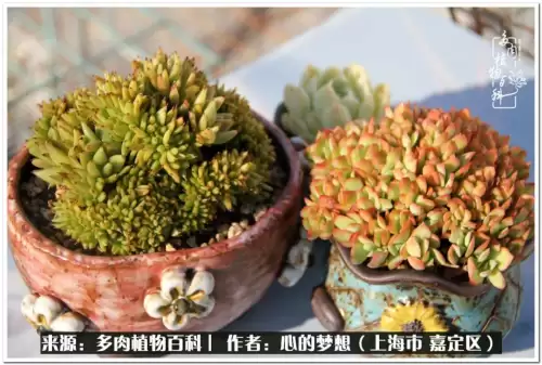 蓝精灵村庄游戏有机鳄梨在哪　蓝精灵住的村子叫什么-第30张