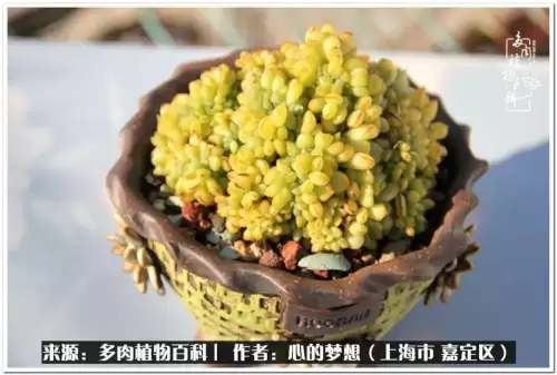 蓝精灵村庄游戏有机鳄梨在哪　蓝精灵住的村子叫什么-第33张