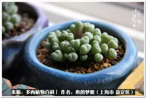 蓝精灵村庄游戏有机鳄梨在哪　蓝精灵住的村子叫什么-第45张