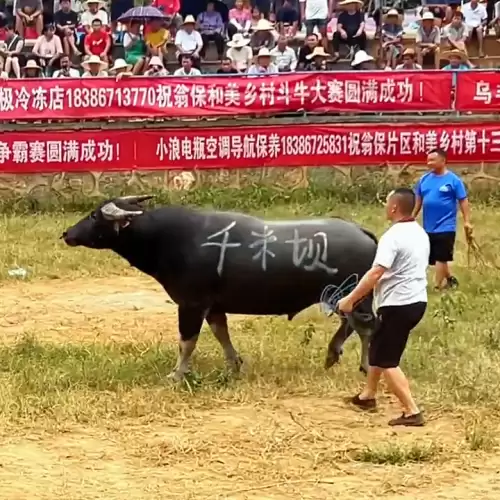 我功夫特牛战力怎么过b　我功夫特牛怎么玩才厉害-第1张