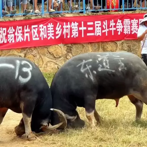 我功夫特牛战力怎么过b　我功夫特牛怎么玩才厉害-第3张