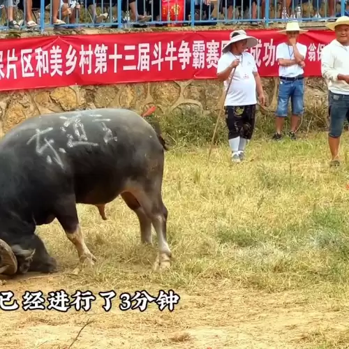 我功夫特牛战力怎么过b　我功夫特牛怎么玩才厉害-第4张