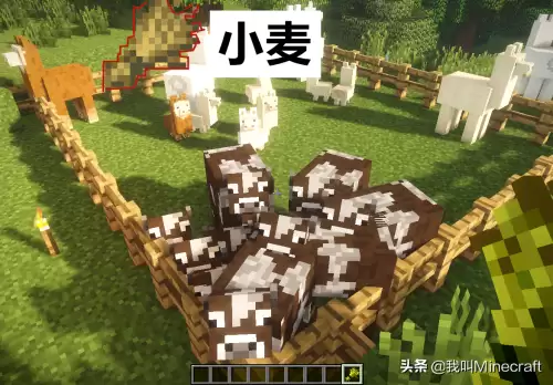 我的世界怎么把动物赶进围栏　两个围栏就把动物们分开了-第5张