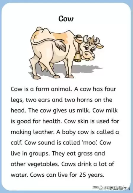 cows是什么意思英语怎么说　spoon英语怎么读-第1张