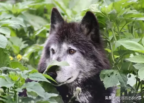 如何判断谁是狼人　狼人的等级划分-第1张