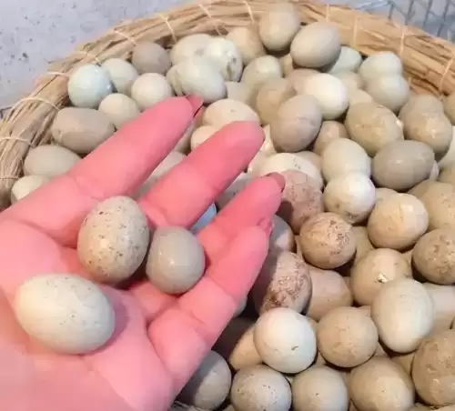 迷你世界鸡怎么吸引2021　迷你世界如何吸引鸡的注意-第4张