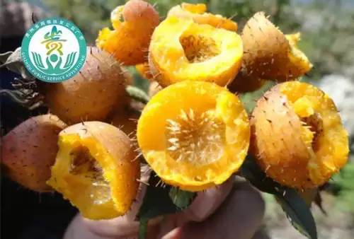 火炬之光2dot炮工　火炬之光2招工前期装备-第2张