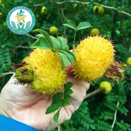 火炬之光2dot炮工　火炬之光2招工前期装备-第1张