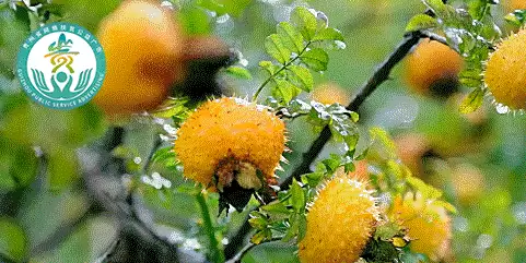 火炬之光2dot炮工　火炬之光2招工前期装备-第5张