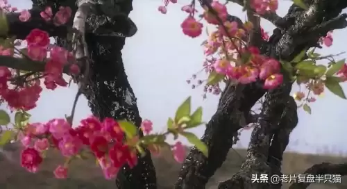 东邪西毒南帝北丐是指谁　昆明南帝北丐东邪西毒-第59张