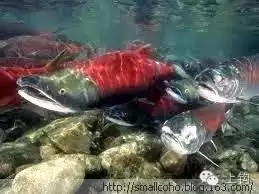 华人捕鱼攻略　捕鱼达人规则的诀窍-第8张