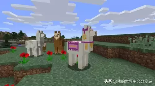 我的世界羊驼怎么骑着走　我的世界坐骑驯服大全羊驼-第2张