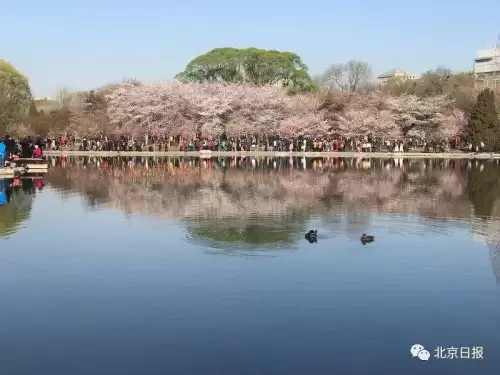 垂枝樱林攻略　樱之诗攻略路线-第8张