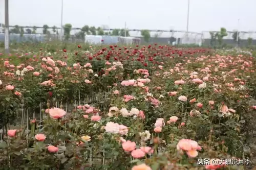 迷你世界如何免费米兰达　迷你世界多米的迷你号-第1张