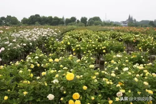 迷你世界如何免费米兰达　迷你世界多米的迷你号-第2张