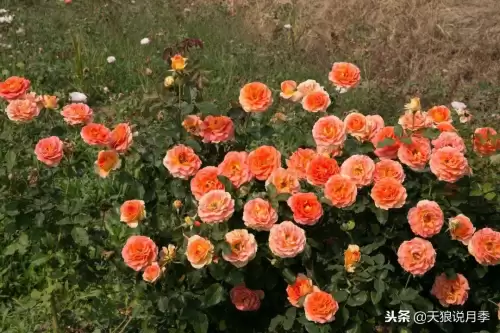 迷你世界如何免费米兰达　迷你世界多米的迷你号-第6张