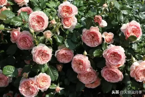 迷你世界如何免费米兰达　迷你世界多米的迷你号-第11张