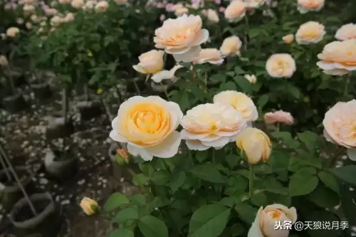 迷你世界如何免费米兰达　迷你世界多米的迷你号-第15张
