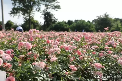 迷你世界如何免费米兰达　迷你世界多米的迷你号-第18张