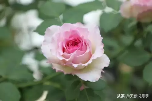 迷你世界如何免费米兰达　迷你世界多米的迷你号-第29张