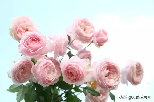 迷你世界如何免费米兰达　迷你世界多米的迷你号-第34张